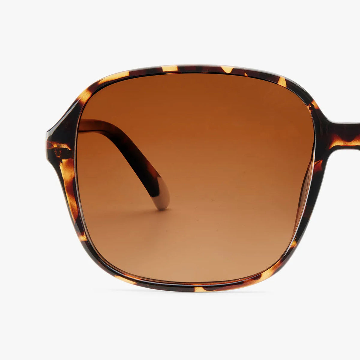 Pascal Sunglasses | Glossy Tortoise